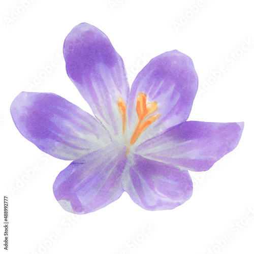 Illustration of a watercolor crocus flower on a white background. Cute hand-drawn watercolor illustration of a saffron flower . botanical painting. Clipart