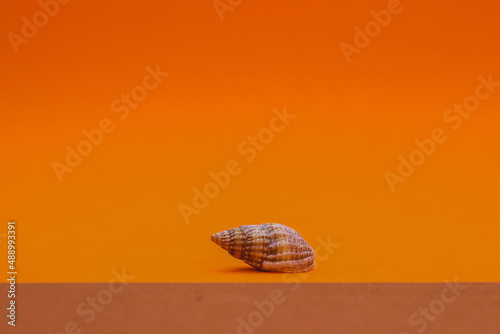 tritia reticulata- snail, sea shells, creatures orange background.  photo