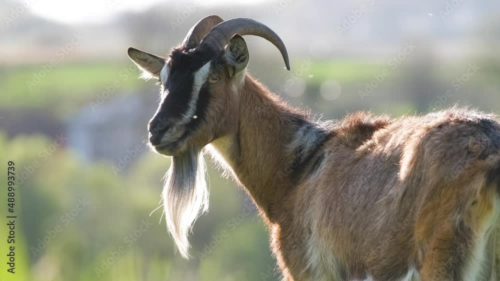 Domestic milk goat with long beard and horns grazing on green farm pasture on summer day. Feeding of cattle on farmland grassland Domestic milk goat with long beard and horns grazing on green farm pasture on summer day. Feeding of cattle on farmland grassland