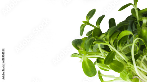 Isolated green sunflower sprout on white background, concept for organic food for be healthy 