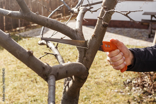 Pruning trees in the spring. Man cuts tree branches with a hand saw.