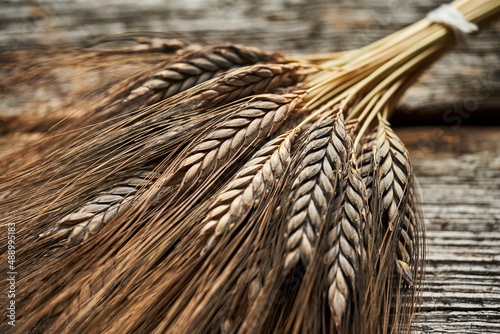 Ears of black emmer wheat photo