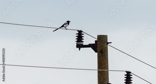 Eurasian magpie perched on electrical wire 