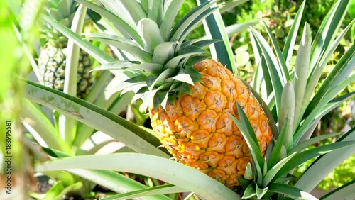 Ripe Pineapple On The Pineapple Tree	