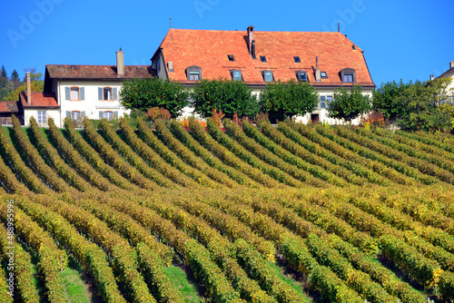 View of farm in vineyards in autumnal colors  October  La Cote wine region  Bougy-Villars above the town of Rolle  district of Morges  canton Vaud  Romandy  Switzerland  Europe