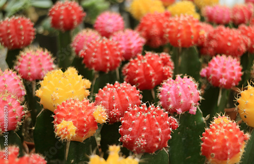 Row of Colorful Moon Cactus or Hibotan Cacti Adorable Houseplants