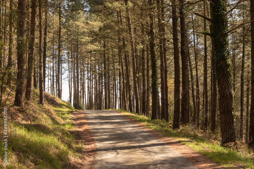 dirt road through the forest in the basque country