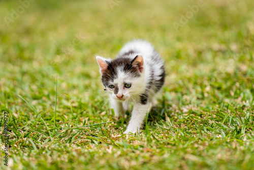 Chaton mignon qui marche sur l'herbe verte