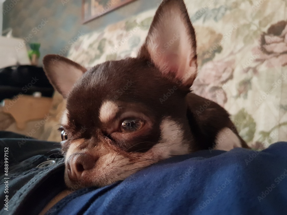 Chihuahua puppy lying on a person's stomach
