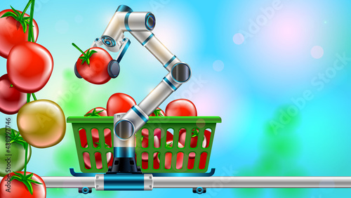 Technology automation of agriculture. Robot arm harvests vegetables in greenhouse. Digital innovation in smart farming. AI automatically cultivation tomatoes and puts this in boxes. Robot farmer.