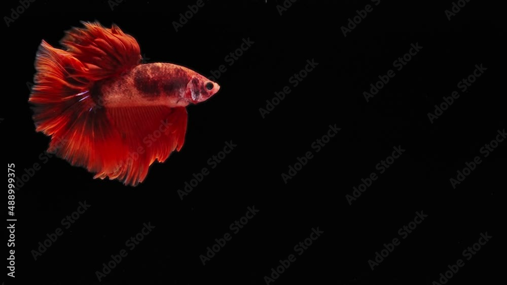 red color Siamese fighting fish red color Siamese fighting fish