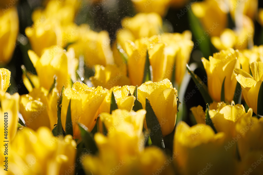 Yellow Tulip flower in close up