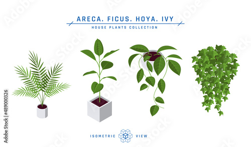 Isometric pot plants icons in flat style, vector