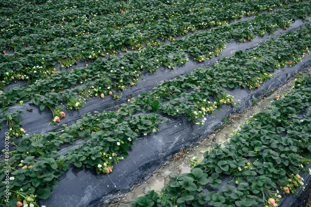 Fototapeta premium Green organic strawberry farm. Development of organic agriculture.