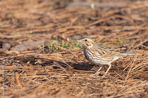 A Savannah sparrow on the ground in St. Augustine, Florida. 