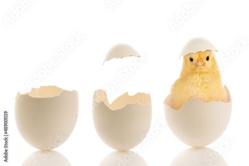 Billede på lærred Easter eggs with yellow chick