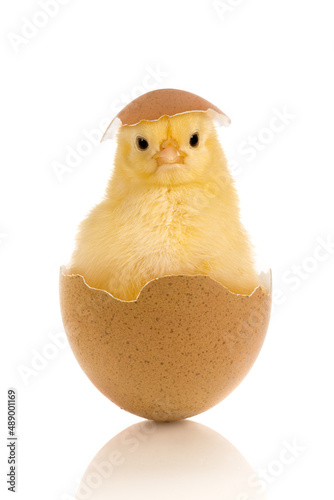 Photo Easter baby chick in egg