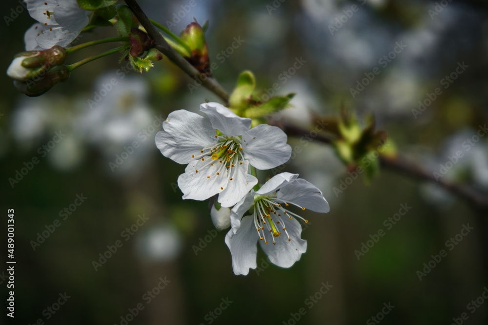 Colorful flowers during the spring days