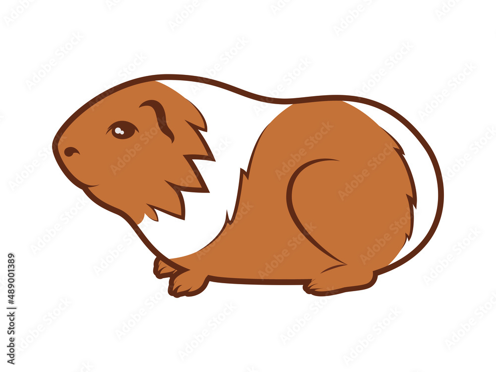Cute guinea pig with two colors icon vector. Adorable white brown