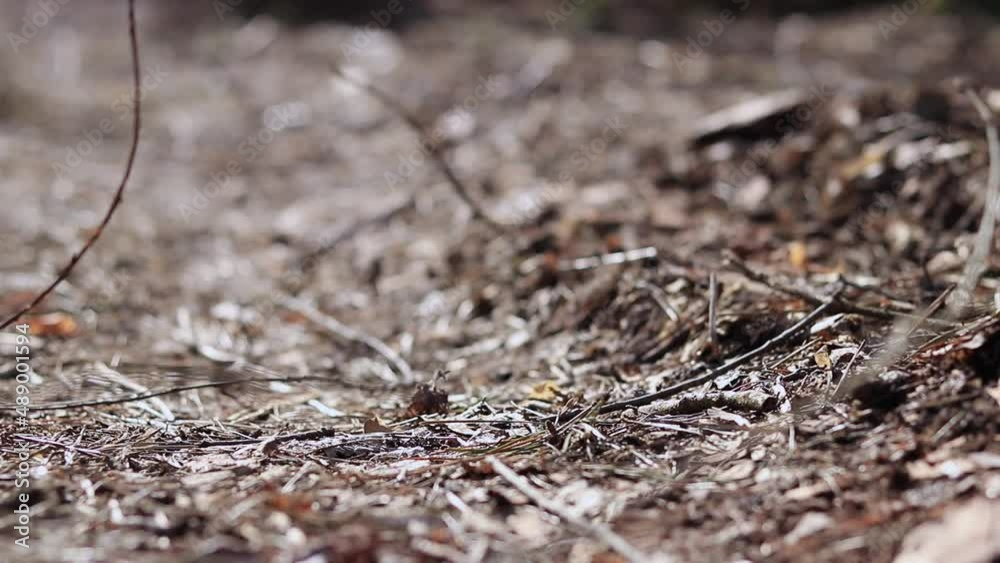 A gloved hand removes a plastic bottle from the ground A gloved hand removes a plastic bottle from the ground