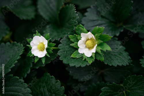 The strawberries at the organic strawberry farm are in Bloom