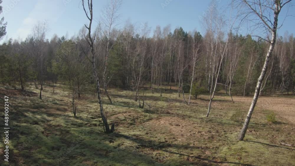 Young Birches Without Leaves in the Moss Forest. Slow Motion Wide View Footage Young Birches Without Leaves in the Moss Forest. Slow Motion Wide View Footage