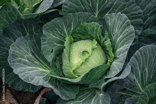 Cabbage in green organic farm. Healthy Green food