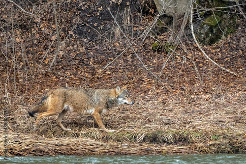A Grey Wolf (Canis lupus) in the forest. Bieszczady Mountains, Carpathians, Poland.