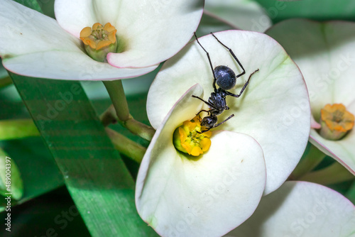 Savannah spiny sugar ant (Polyrhachis schistacea) eating nectar from a (Euphorbia milii) Crown of thorns flower, Pilansburg, North West Province, South Africa photo
