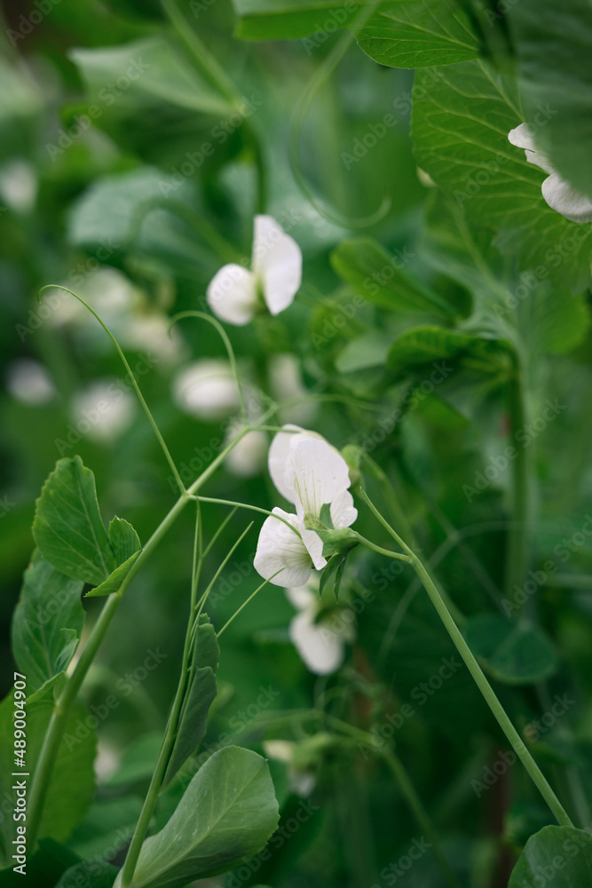 PEA shoots on an organic farm PEA shoots on an organic farm