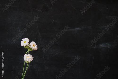 flowers on blackboard
