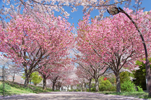 Canvastavla cherry blossom in spring