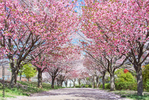 Canvas Print blooming cherry tree