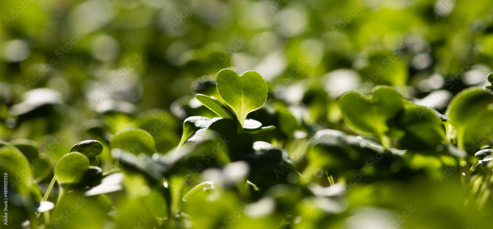 microgreens growing in pot healthy eco food microgreens growing in pot healthy eco food