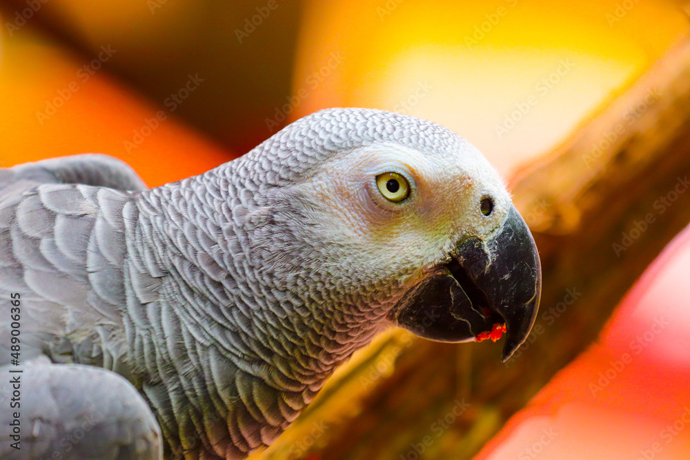 Fototapeta premium blue and yellow macaw ara