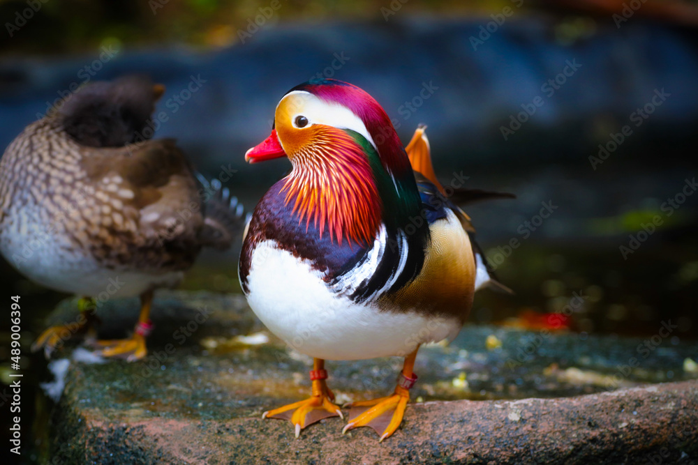 two ducks in the park two ducks in the park