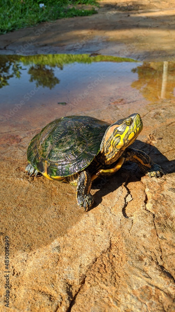 Obraz premium turtle on the water