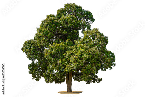 Big Tree isolated on white background  Nature object use in architectural design  advertising