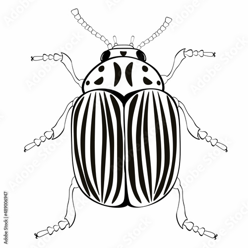 Black and white drawing of the Colorado potato beetle for coloring. Insect for coloring book. Vector illustration