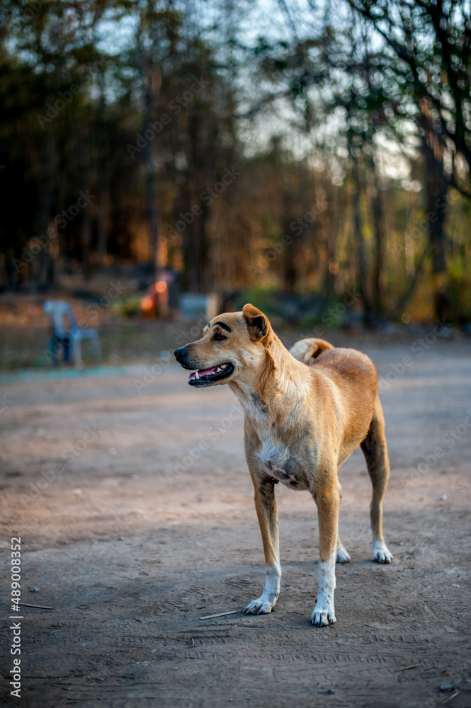 A funny dog with eyebrows at Wat Thamkriritham cave temple , Kanchanaburi province Thailand 