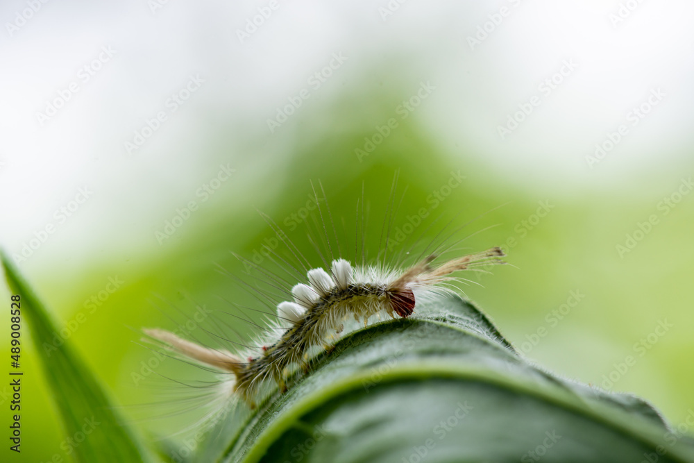 White Marked Tussock Moth Caterpillar on a Leaf