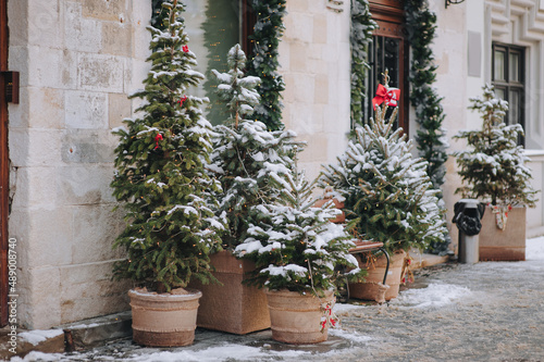 Five green decorative Christmas trees stand in burlap pots on a gray cobbled sidewalk outside a shop in Lviv, Ukraine. Winter snow. New Year eve. © shchus