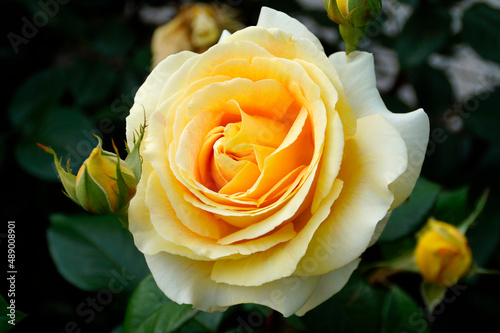 a gorgeous large yellow rose 