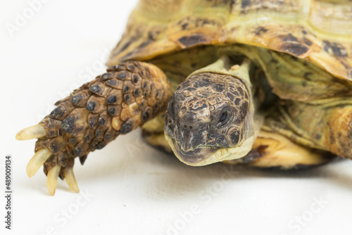Russian Tortoise Testudo horsfieldii isolated on white background
