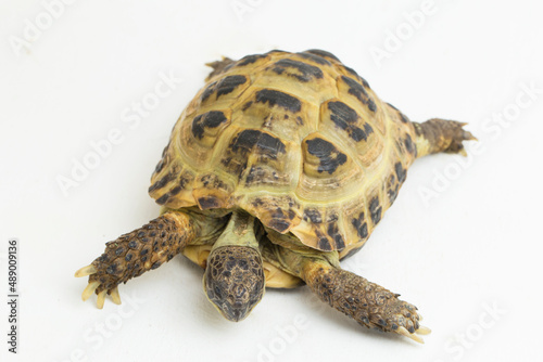 Russian Tortoise Testudo horsfieldii isolated on white background 