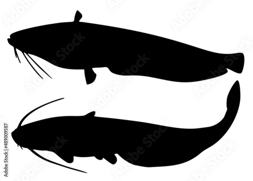 Big catfish in the set. Vector image.