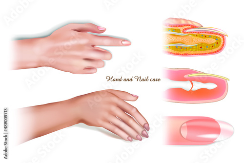 Manicure for the care of hands and nails. Realistic vector illustration of female hands and nails. The structure of the nail. Anatomy of a finger and nail in section