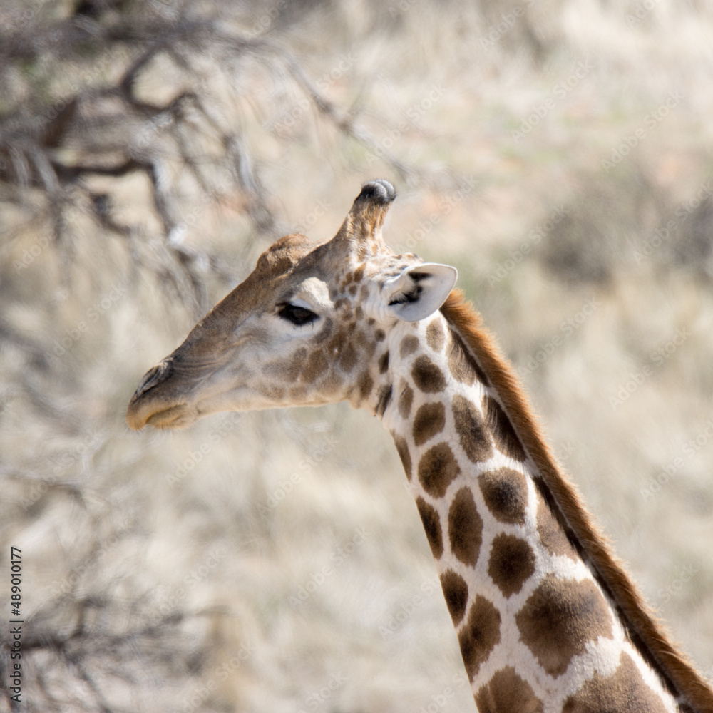 Fototapeta premium Kgalagadi Transfrontier National Park, South Africa: Giraffe
