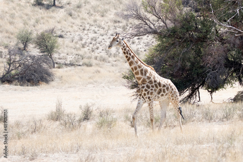 Kgalagadi Transfrontier National Park  South Africa  Giraffe