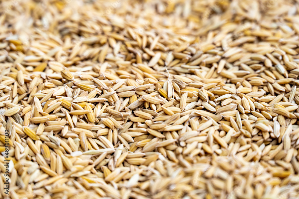 The background of the Golden Rice The background of the Golden Rice
